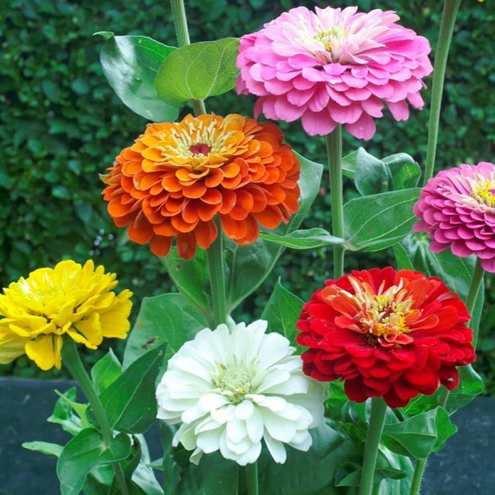 Zinnia Elegans Mix seeds blooming into classic zinnia flowers in a rainbow of bright, cheerful hues
